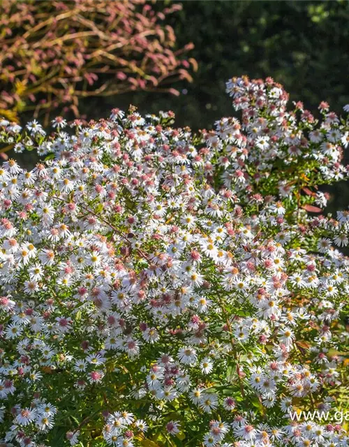 Waagerechte Garten-Aster 'Chloe'