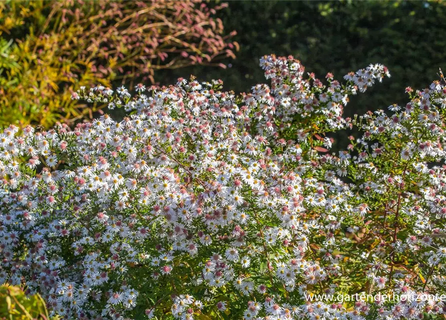 Waagerechte Garten-Aster 'Chloe'