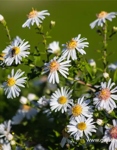 Waagerechte Garten-Aster 'Chloe'