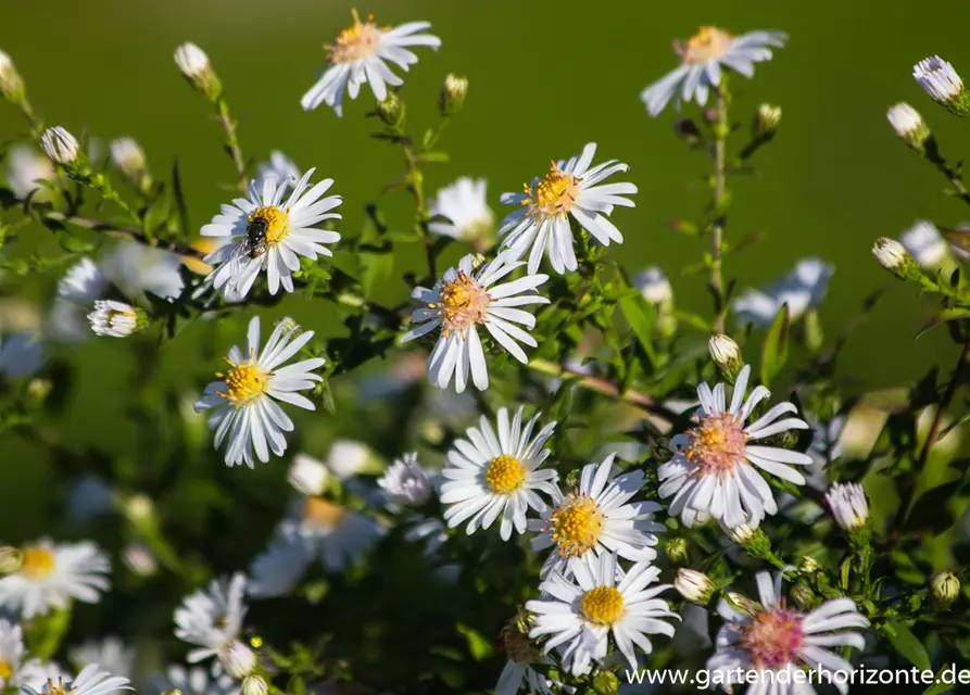 Waagerechte Garten-Aster 'Chloe'