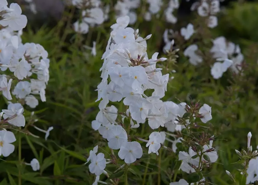 Wiesen-Flammenblume