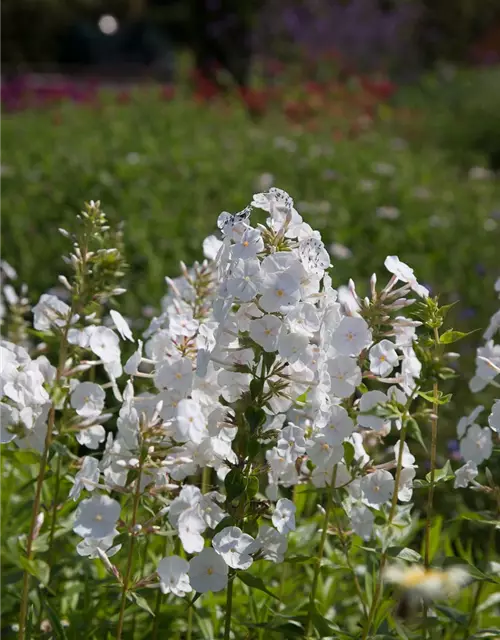 Wiesen-Flammenblume