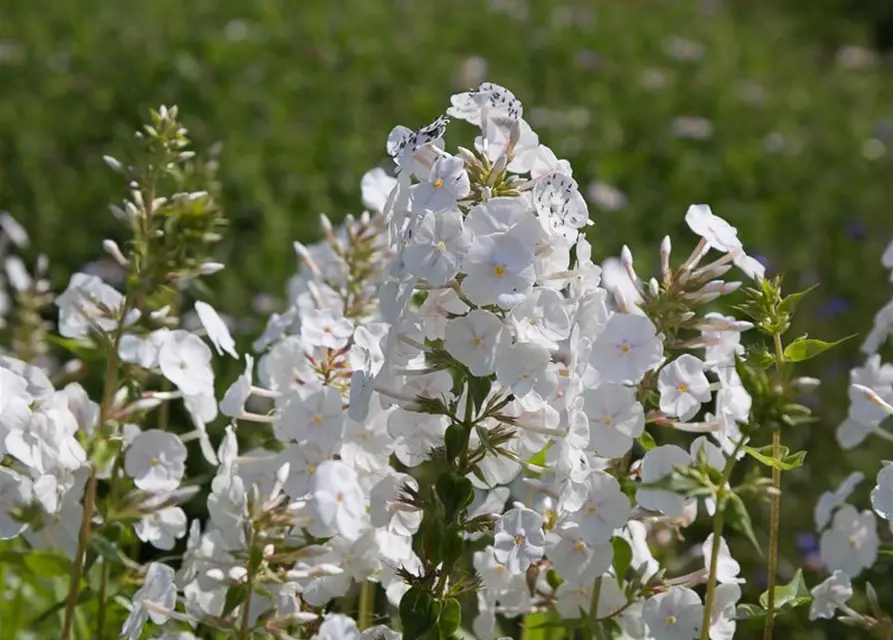 Wiesen-Flammenblume