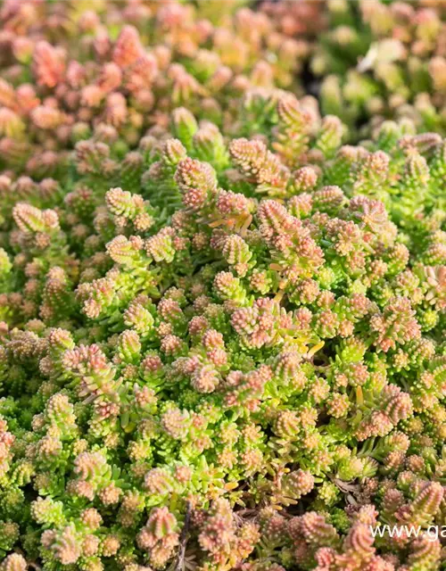 Sedum sexangulare