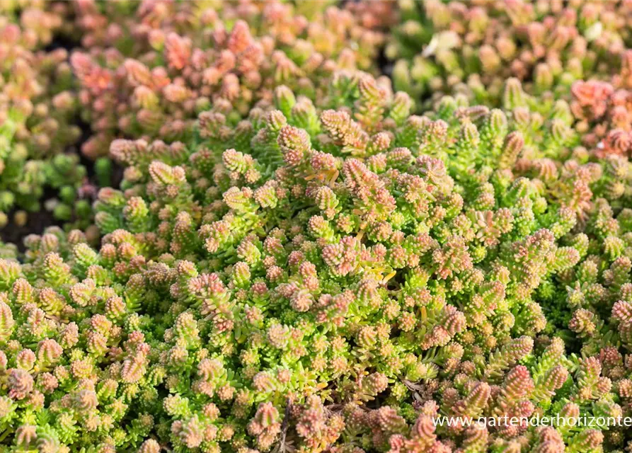 Sedum sexangulare