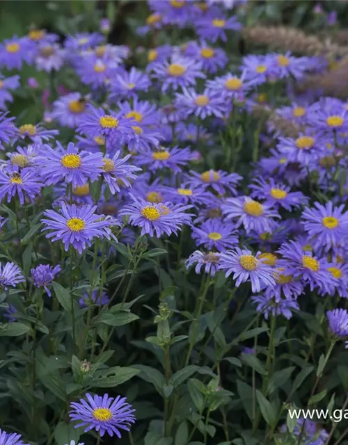 Sommer-Aster 'Jungfrau'