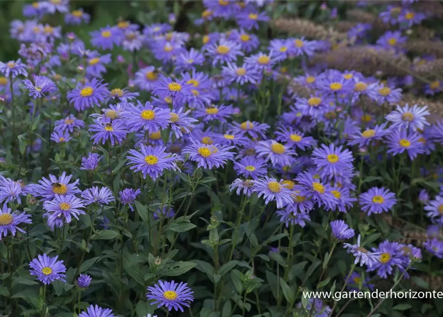 Sommer-Aster 'Jungfrau'