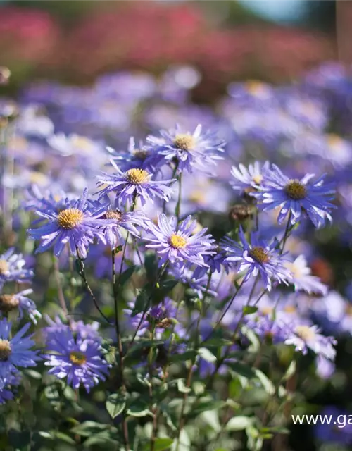 Sommer-Aster 'Jungfrau'