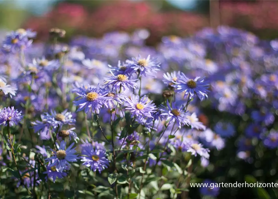 Sommer-Aster 'Jungfrau'