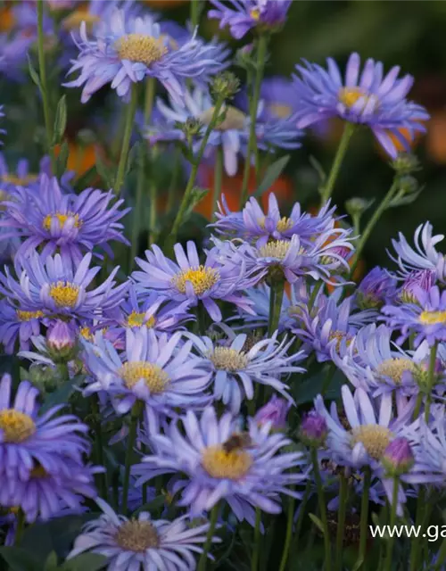 Sommer-Aster 'Jungfrau'