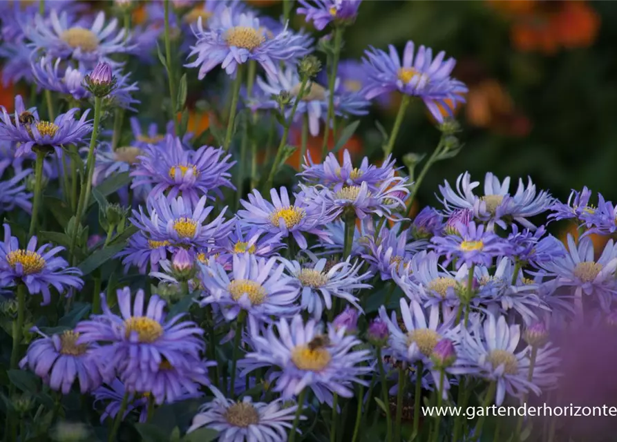 Sommer-Aster 'Jungfrau'