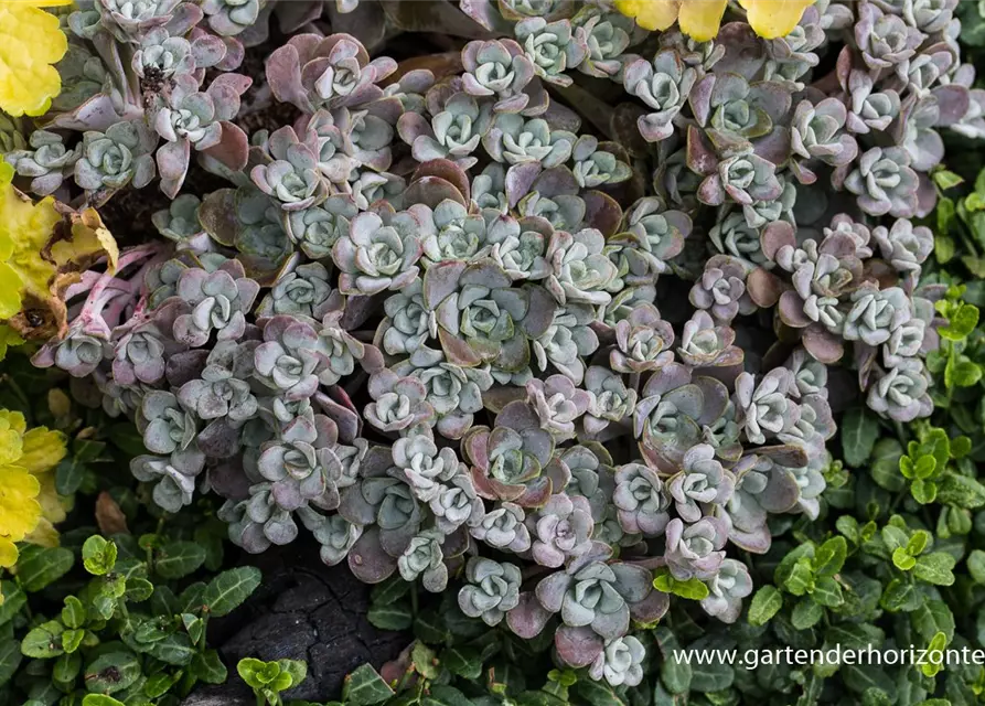 Spatelblättriges Garten-Fettblatt 'Purpureum'