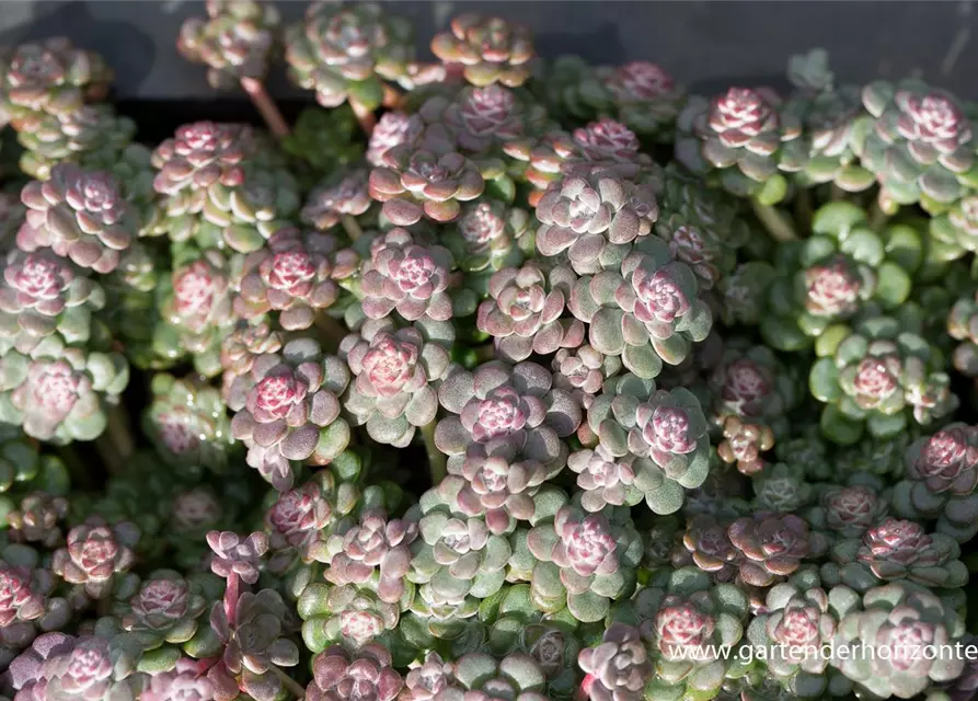 Spatelblättriges Garten-Fettblatt 'Purpureum'