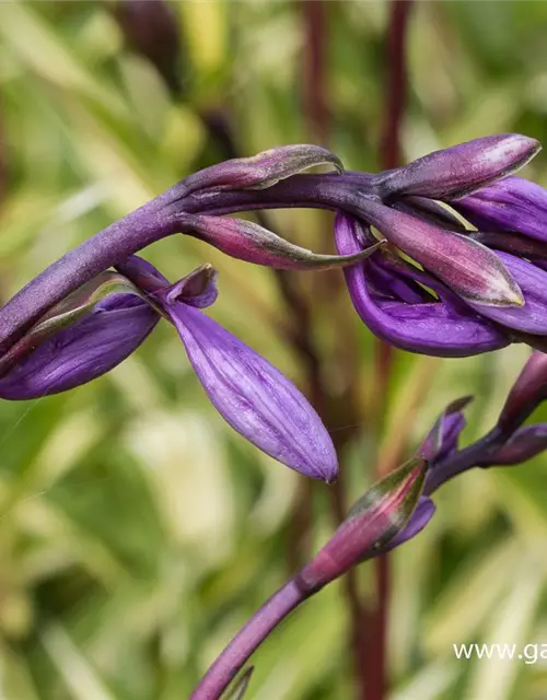 Zweifarbige Garten-Funkie 'Cherry Berry'