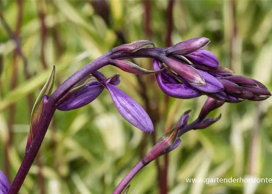 Zweifarbige Garten-Funkie 'Cherry Berry'