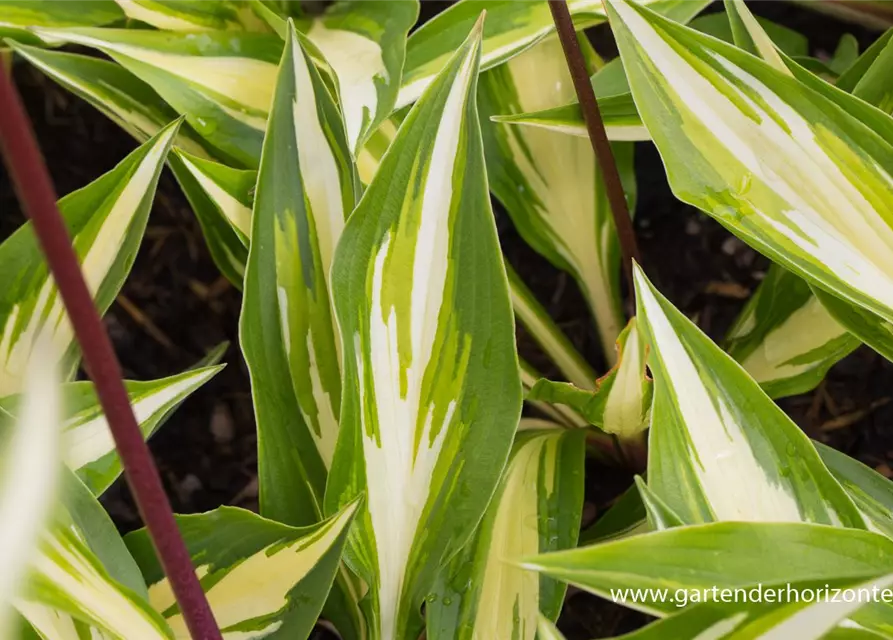 Zweifarbige Garten-Funkie 'Cherry Berry'