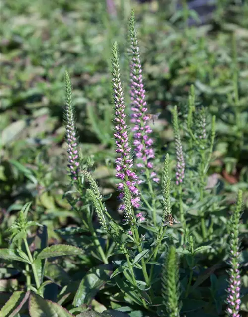 Veronica spicata 'Baby Doll' -R-