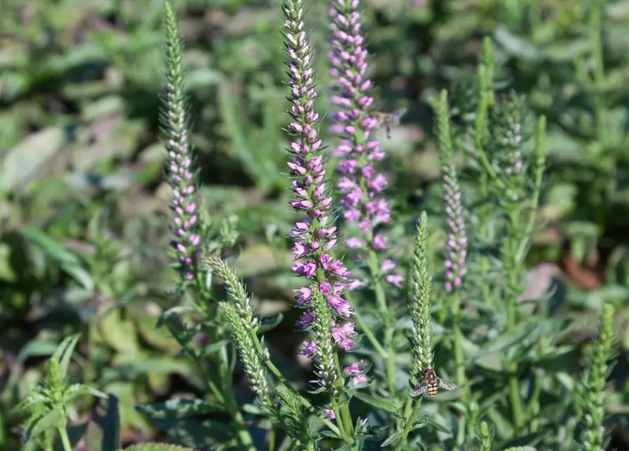 Veronica spicata 'Baby Doll' -R-