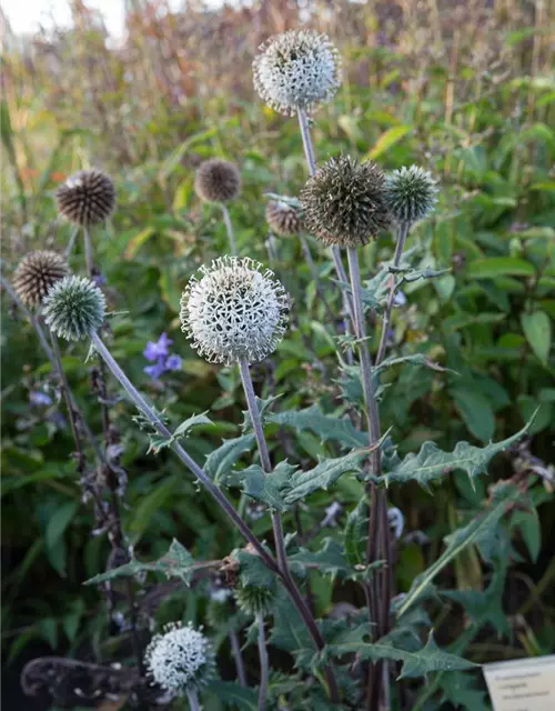 Weißwollige Kugeldistel