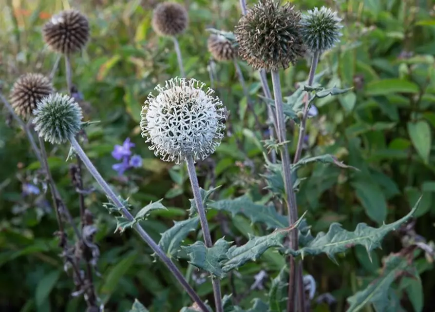 Weißwollige Kugeldistel