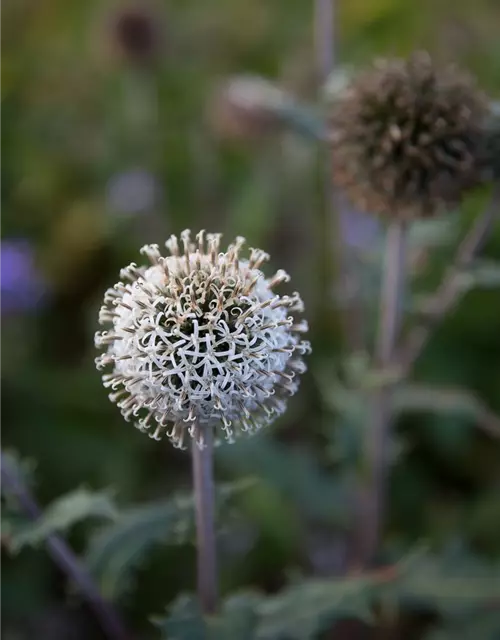 Weißwollige Kugeldistel