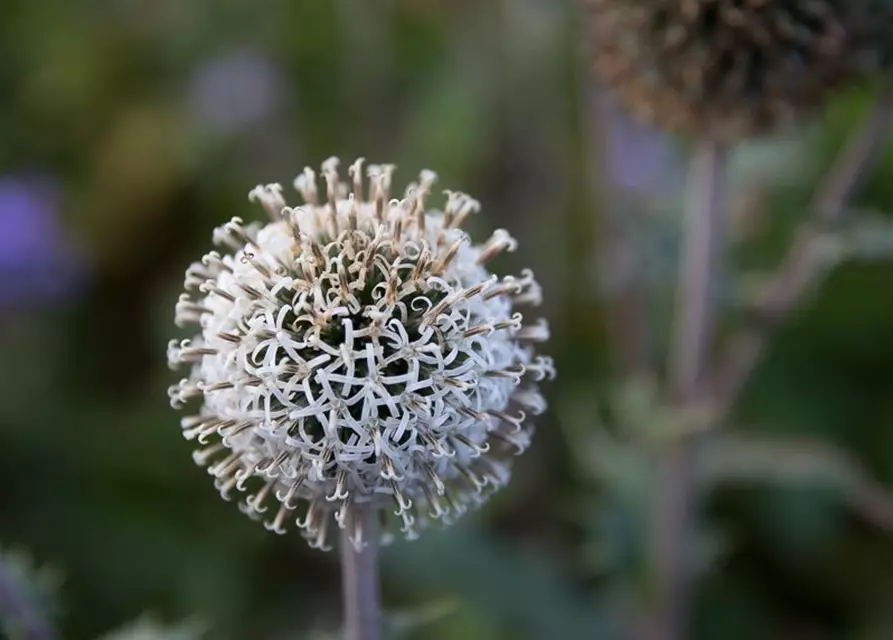 Weißwollige Kugeldistel