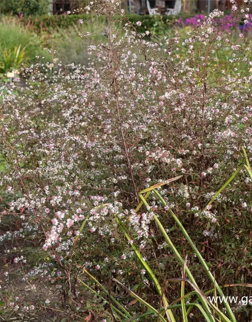 Waagerechte Garten-Aster 'Lady in Black'