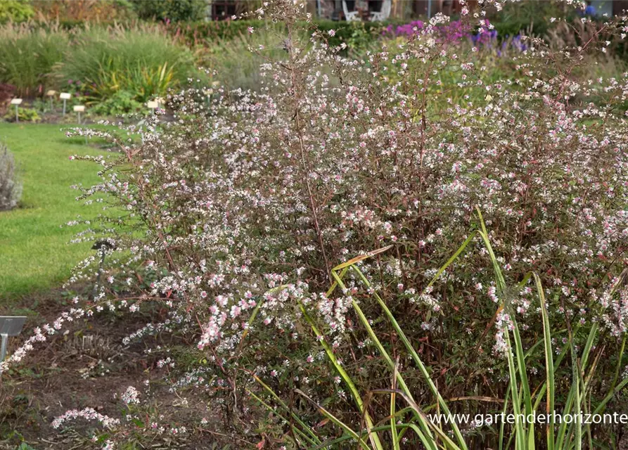 Waagerechte Garten-Aster 'Lady in Black'