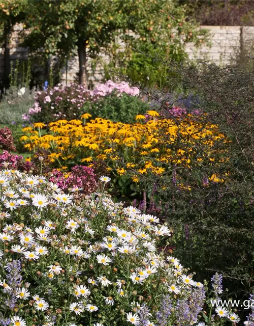 Waagerechte Garten-Aster 'Lady in Black'