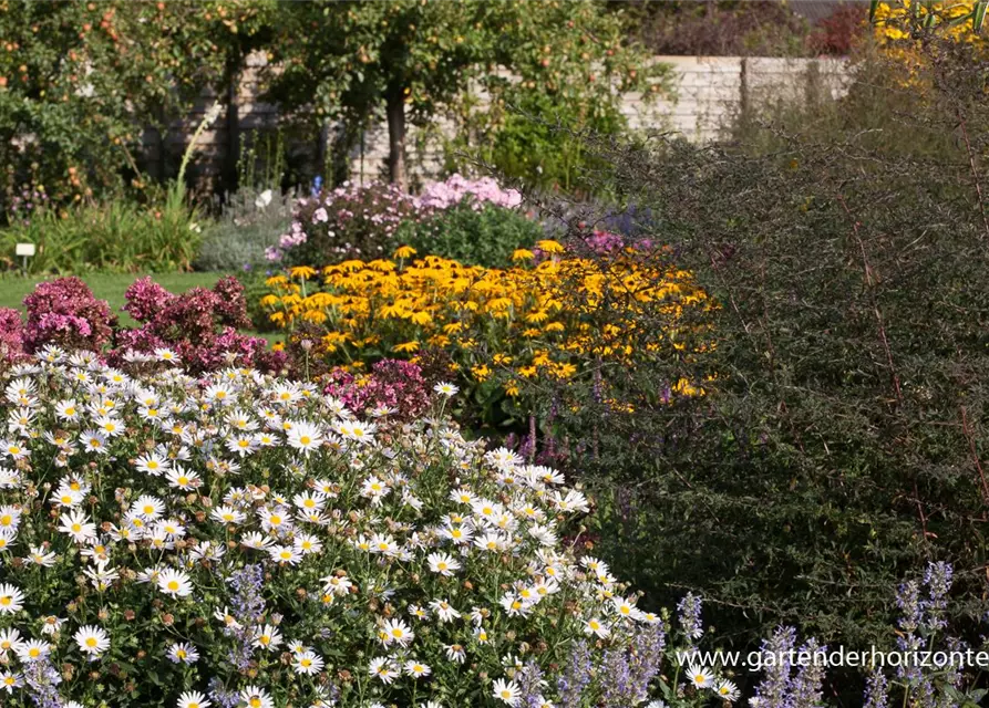 Waagerechte Garten-Aster 'Lady in Black'