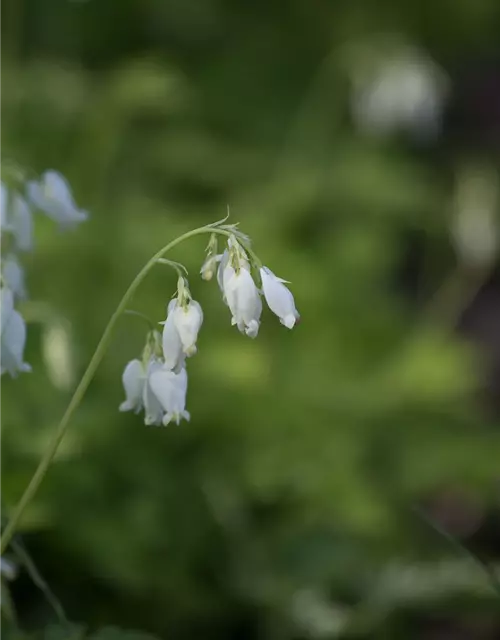 Zwergige Garten-Herzblume 'Alba'