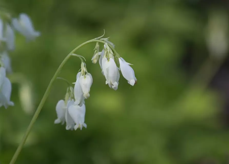 Zwergige Garten-Herzblume 'Alba'