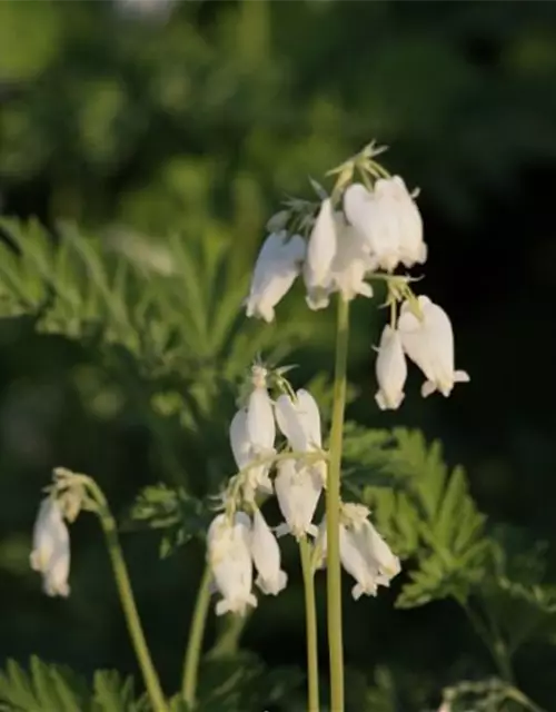 Zwergige Garten-Herzblume 'Alba'