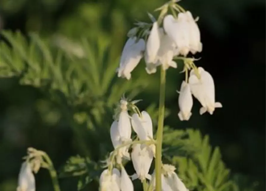 Zwergige Garten-Herzblume 'Alba'