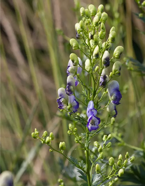 Weiß-blauer Eisenhut 'Bicolor'