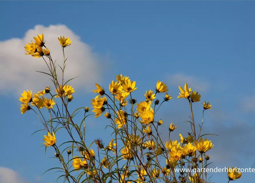 Weidenblättrige Sonnenblume