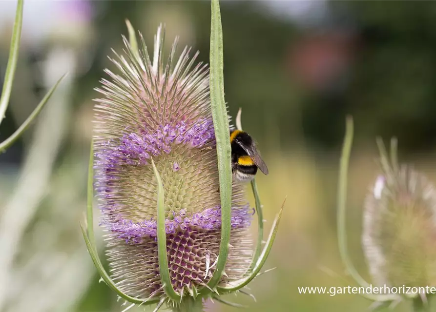 Wilde Karde