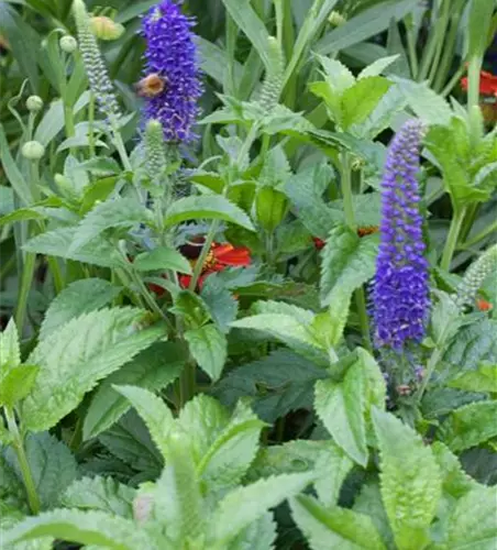 Veronica spicata 'Ulster Dwarf Blue'