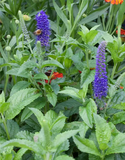 Veronica spicata 'Ulster Dwarf Blue'