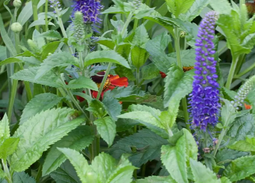 Veronica spicata 'Ulster Dwarf Blue'