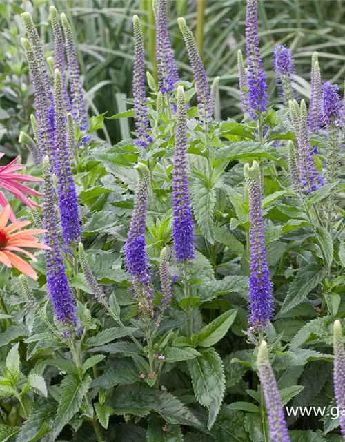 Veronica spicata 'Ulster Dwarf Blue'