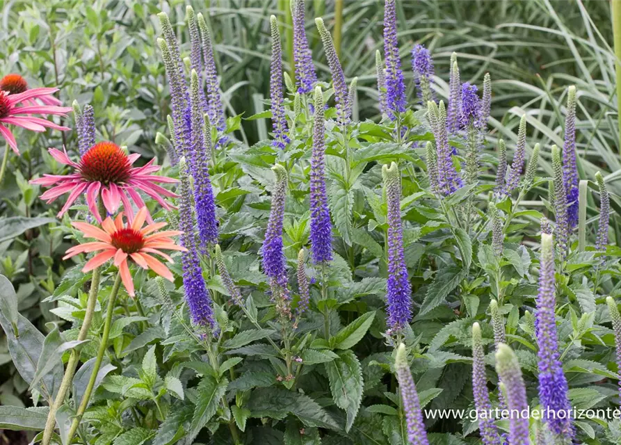 Veronica spicata 'Ulster Dwarf Blue'