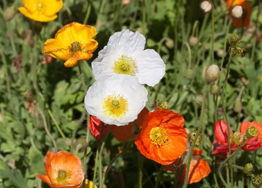 Zwergiger Garten-Mohn 'Gartenzwerg'