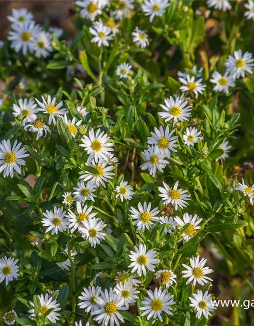 Wild-Aster 'Ashvi'