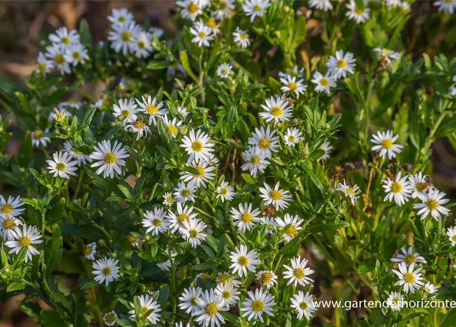 Wild-Aster 'Ashvi'