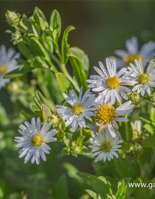 Wild-Aster 'Ashvi'