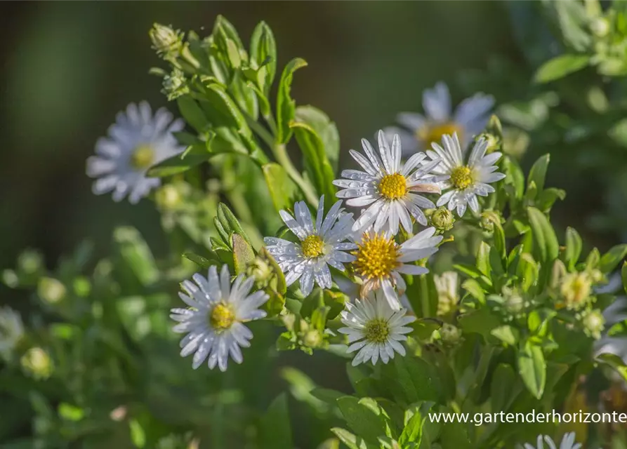 Wild-Aster 'Ashvi'