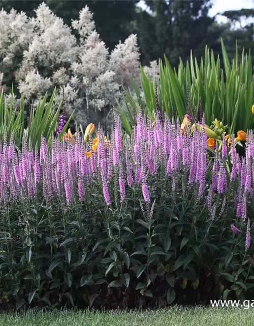 Veronica longifolia 'Pink Damask'