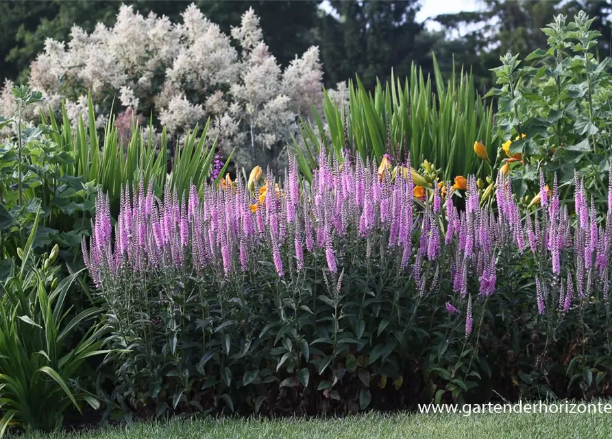 Veronica longifolia 'Pink Damask'