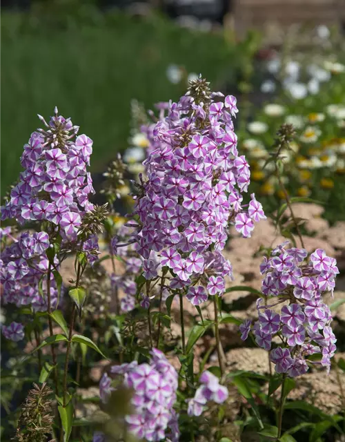 Wiesen-Flammenblume